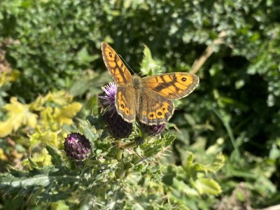 2024.09.17 Wall Benfleet Downs 002.jpg