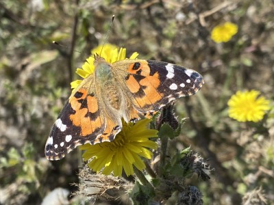 Painted Lady<br />Wallasea Island 14/09/2024