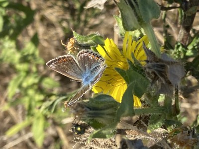 2024.09.14 Common Blue Wallasea Island 002.jpg