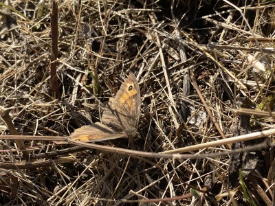 Meadow Brown female<br />Johnson's Meadow West 13/09/2024