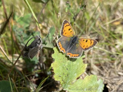 Small Copper female<br />Lingwood Common 11/09/2024