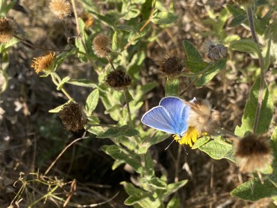 Common Blue male x 3<br />Wallasea Island 14/09/2024