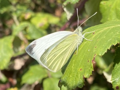 Small White male<br />Canvey Island Loop 30/08/2024