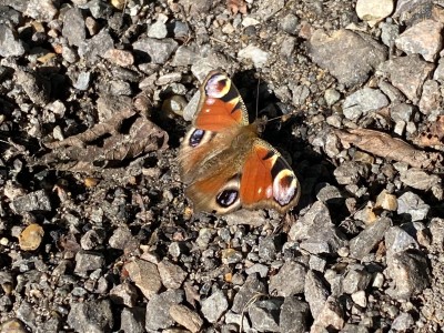 Peacock<br />Willow Park 13/09/2024