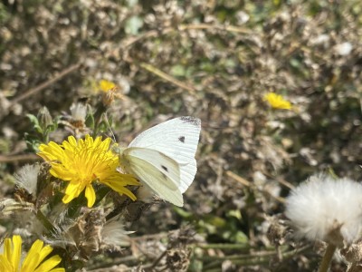 small White male<br />Benfleet Downs 17/09/2024