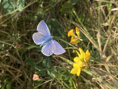 Common Blue male<br />Great Notley Country Park 18/09/2024