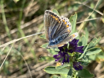 Common Blue female<br />Thames Estuary Path 20/09/2024