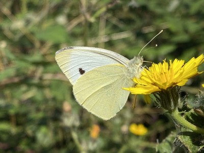 Small White<br />Two Tree Island 28/08/2024