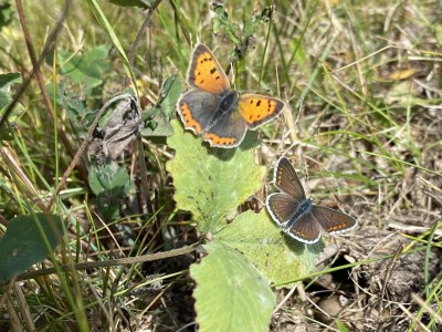 Brown Argus male &amp; Small Copper female<br />Lingwood Common 11/09/2024