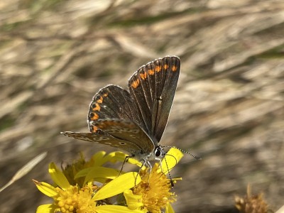 2024.08.27 Brown Argus Essex Sea Wall 001.jpg