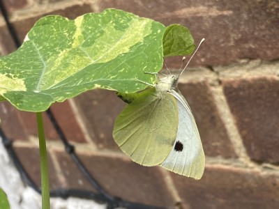 Large White female ovipositing<br />Garden on Chignal Road, Chelmsford 21/07/2024