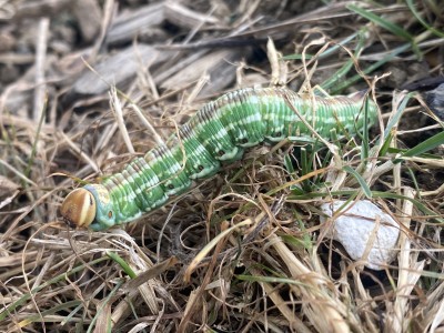 Pine Hawkmoth larva<br />Great Notley Country Park 18/09/2024