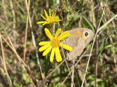 Meadow Brown male<br />Johnson's Meadow West 13/09/2024