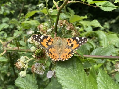 Painted Lady 18/07/2023 Hatfield Forest, Essex
