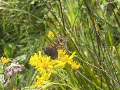 Wall Brown<br />Holland Haven Country Park 26/08/2024