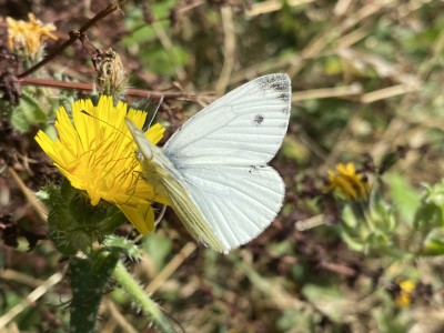 Green-veined White male<br />Johnson's Meadow West 13/09/2024