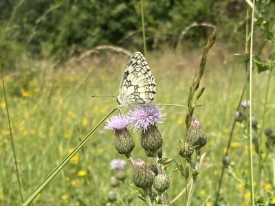 Marbled White<br />Meadgate Fields Open Space 01/07/2024