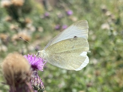 Small White male<br />River Chelmer 01/09/2024