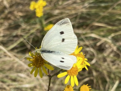 Small White female<br />Essex Sea Wall 27/08/2024