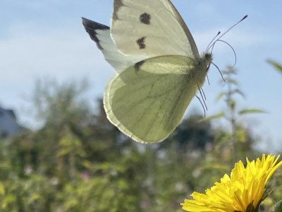 Large White female<br />River Chelmer 01/09/2024