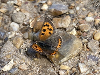 Small Copper female<br />Danbury Common Danbury Common 11/09/2024