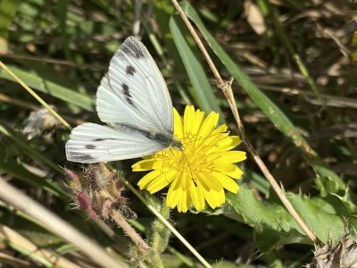 Green-veined White female<br />Benfleet Downs 17/09/2024