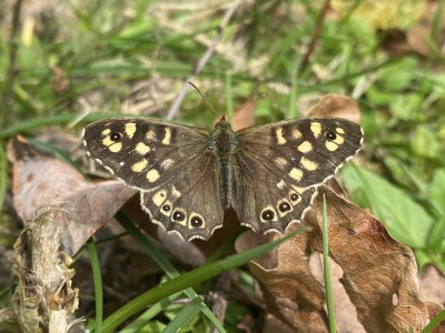 Speckled Wood 12/04/2024 Great Holland Pits