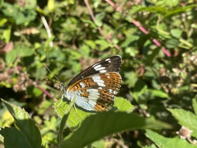 White Admiral<br />Hadleigh Great Wood 04/07/2024