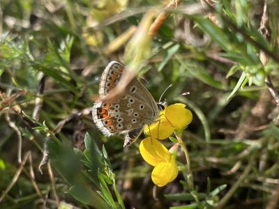 Brown Argus male<br />Benfleet Downs 28/08/2024