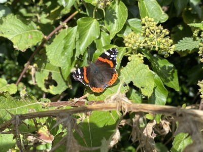 Red Admiral<br />River Chelmer 12/09/2024