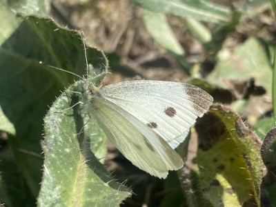 Small White<br />Wallasea Island 29/08/2024