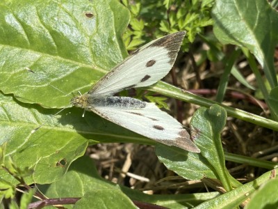 Large White female<br />The Naze 15/09/2024