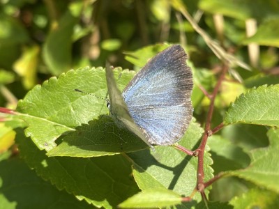 Holly Blue female<br />Fen Creek 13/09/2024