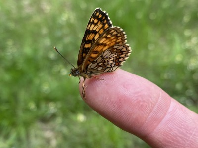 2024.06.08 Heath Fritillary b.jpg