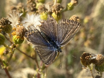 Common Blue female<br />Wallasea Island 29/08/2024