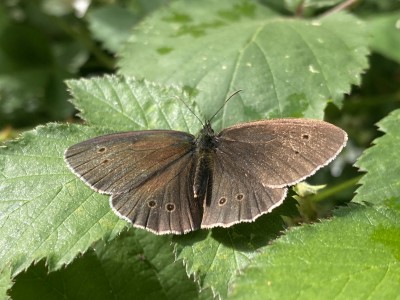 Ringlet male<br />Hadleigh Great Wood 04/07/2024