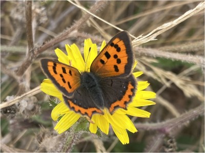 Small Copper female<br />Wallasea Island 07/09/2024