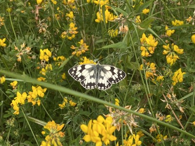 Marbled White<br />Meadgate Fields Open Space 30/06/2024