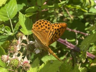 Silver-washed Fritillary male<br />Lingwood Common 08/07/2024