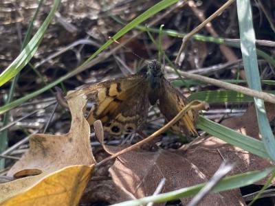 Wall Brown female<br />One Tree Hill 17/09/2024