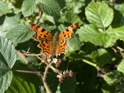 2024.09.18 Comma Hatfield Forest 001.jpg