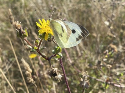 Large White female<br />Benfleet Downs 17/09/2024