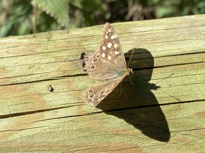 Speckled Wood male x 2<br />Willow Park 13/09/2024