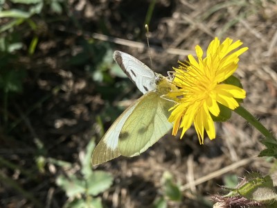 Large White female<br />Johnson's Meadow West 13/09/2024