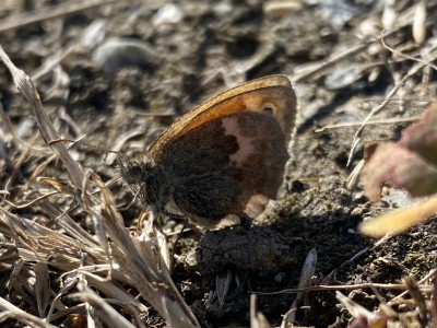 Smalll Heath<br />Wallasea Island 29/08/2024