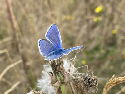 Common Blue male<br />Wallasea Island 07/09/2024