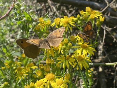 Tiny male Gatekeeper,<br />with Meadow Brown &amp; ragwort flower for comparison<br />Hatfield Forest 12/08/2024