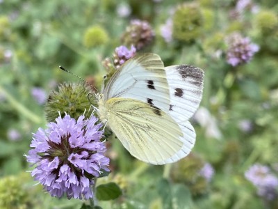 Green-veined White female<br />Great Notley Country Park