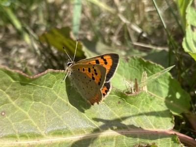 Small Copper<br />Lingwood Common 11/09/2024