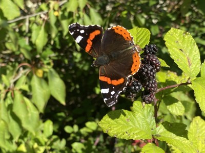 Red Admiral<br />One Tree Hill 13/09/2024